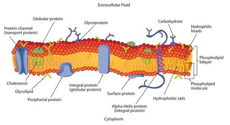 1-Structure of cell membrane. The cell membrane is a highly complex ...