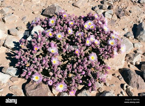 Namib desert bloom hi-res stock photography and images - Alamy