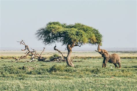 Kenya: The Ultimate Family Safari - Black Tomato