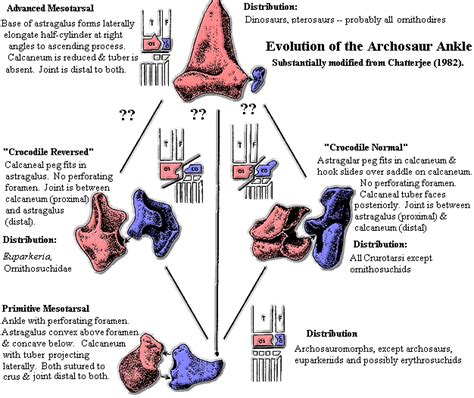 Palaeos Vertebrates: Archosauria: Crown Group Archosauria