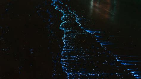 5 Places to See Bioluminescence Around the World | The Discoverer