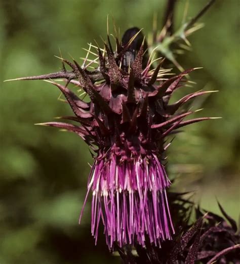 21 Top Most Endangered Plants Around the World