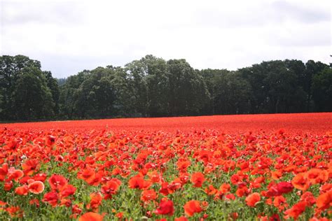 Silver Falls Seed Company - Red Poppy - American Legion