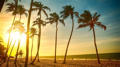 Coconut trees, landscape, tropical, beach, palm trees HD wallpaper ...