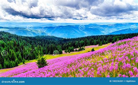 Hiking through Alpine Meadows Covered in Pink Fireweed Wildflowers in ...