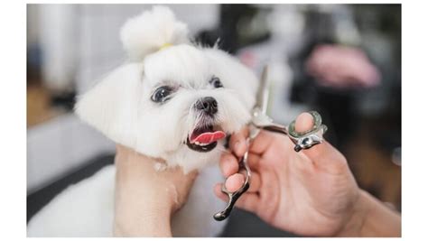 The Art of Maltese Haircuts: 12 Styles to Transform Your Furry ...