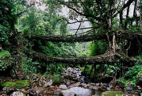 A Natural Root Bridge ~ PModels