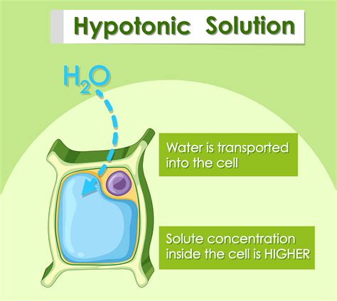 Diagram showing hypotonic solution 1235100 Vector Art at Vecteezy