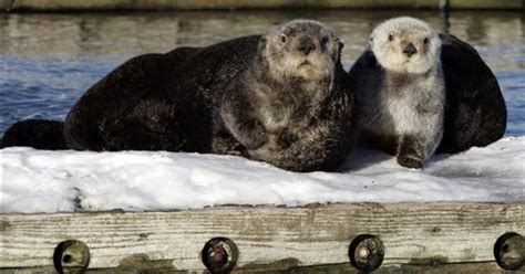 Feds Give Sea Otters Habitat Protection In Alaska - CBS News