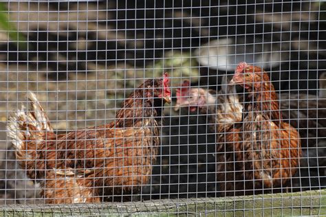 How to Build a Chicken Wire Fence | Blain's Farm & Fleet Blog