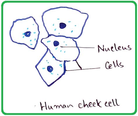 Diagram Cheek Cell