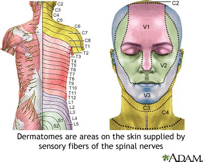 Adult dermatome: MedlinePlus Medical Encyclopedia Image