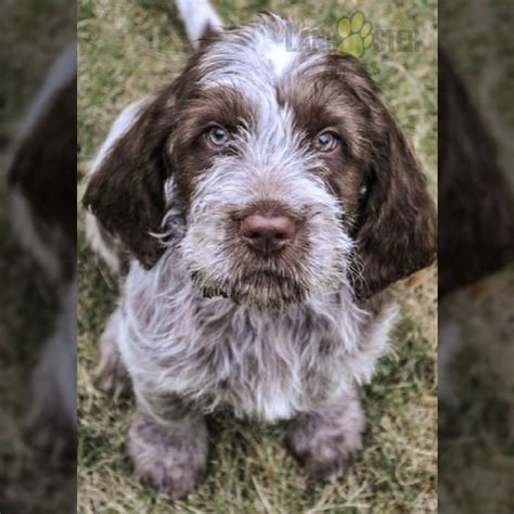 Spinone Italiano Puppies for Sale | Lancaster Puppies