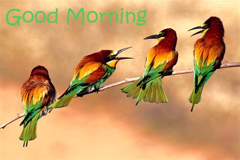 Good Morning With Lovely Birds - Good Morning Wishes & Images