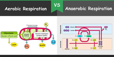 Difference between Aerobic and Anaerobic Respiration – Bio Differences