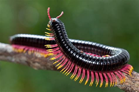 Nature and more: Giant Flameleg Millipede - Trigoniulus macropygus ...