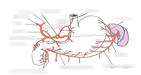 Stomach Blood Supply Identify Diagram | Quizlet