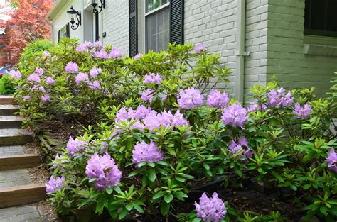 Zone Five and a Half: How or When to Trim Rhododendrons - Snap!