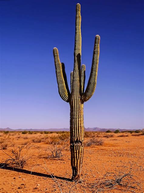 "It's Cactus - Sonoran Desert, Arizona, USA" by TonyCrehan | Redbubble