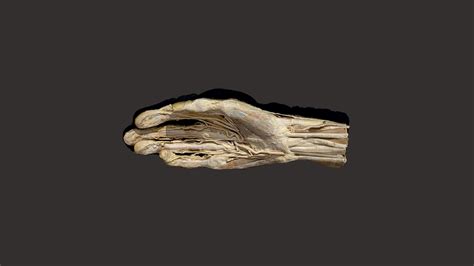 Palmar Hand tendons, nerves, arteries - 3D model by ...