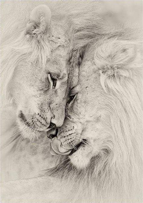 Lion And Lioness Drawing at GetDrawings | Free download