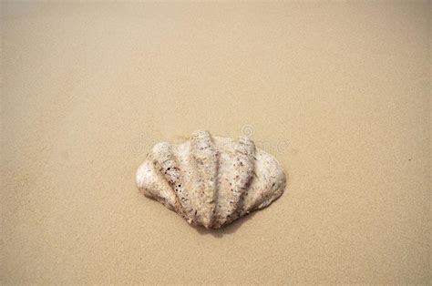 Shell on the beach stock photo. Image of conch, idyllic - 105233446