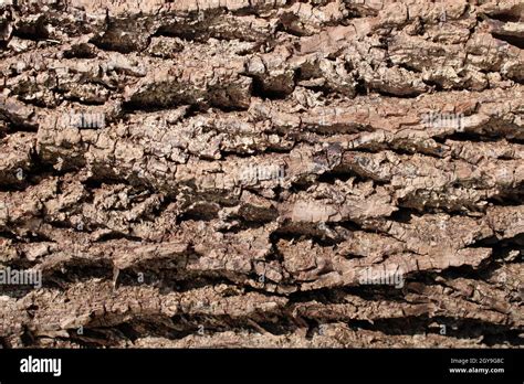 A Detail of Black Walnut Tree Bark Stock Photo - Alamy