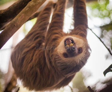 Two-toed Sloth Hanging from a Tree Stock Image - Image of lazy ...