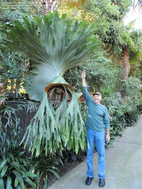 Staghorn Fern (Platycerium superbum) is a native plant of Australia ...