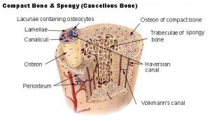 Connective Tissue Disorders - Physiopedia