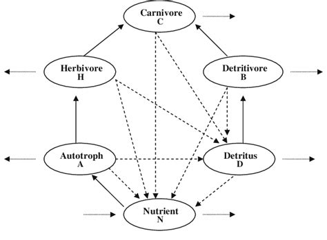 Schematic diagram of the food web model with grazing and detrital food ...