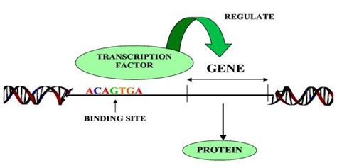 Transcription Factor - Assignment Point