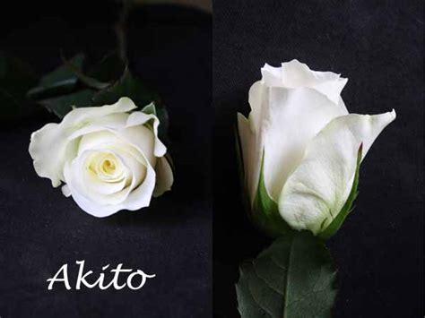 Varieties of White Roses – Flirty Fleurs The Florist Blog – Inspiration ...