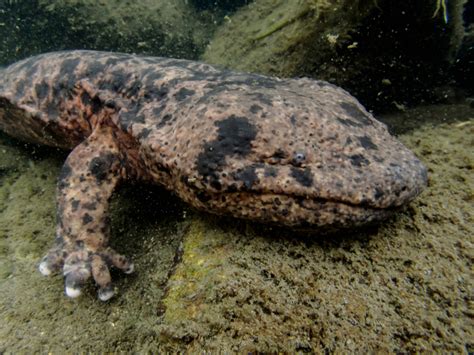 Japanese Giant Salamander | Creatures of the World Wikia | Fandom