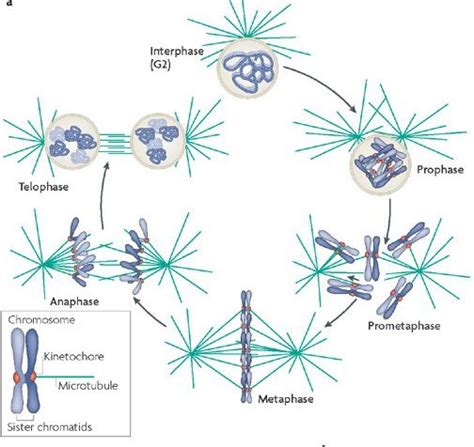 Centromere Prophase Mitosis