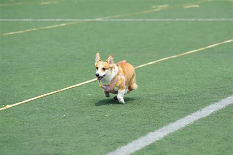 Corgi Races Are About The Cutest Thing You Will See All Day