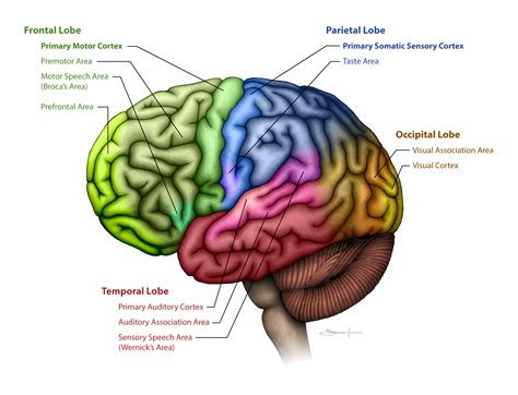 Diagram Of The Brain Showing The Functional Areas Areas Of C