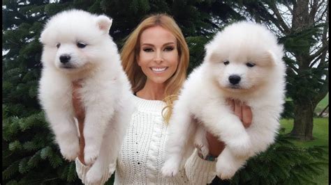 Giant Samoyed Puppies