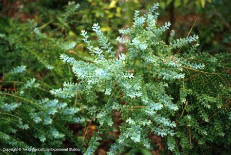 Texas Native Plants Database