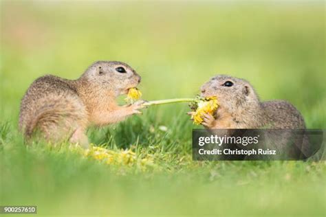 98 Fighting Squirrels Stock Photos, High-Res Pictures, and Images ...