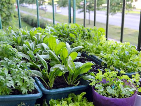 Container Vegetable Gardening - Designing Your Container Vegetable Garden