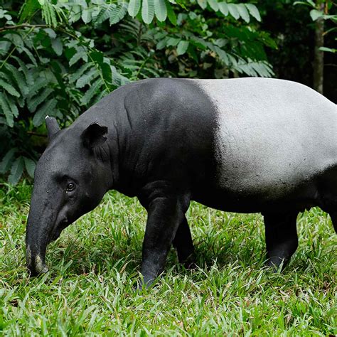 Malayan Tapir - Night Safari