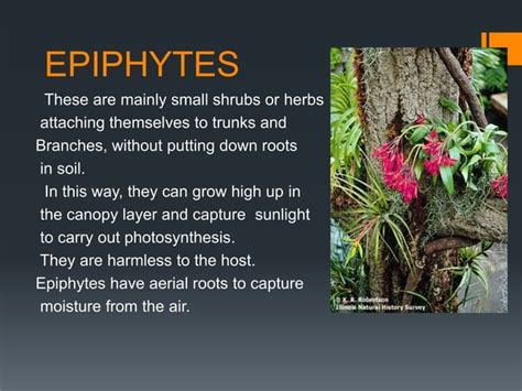 Adaptations of epiphytes and halophytes