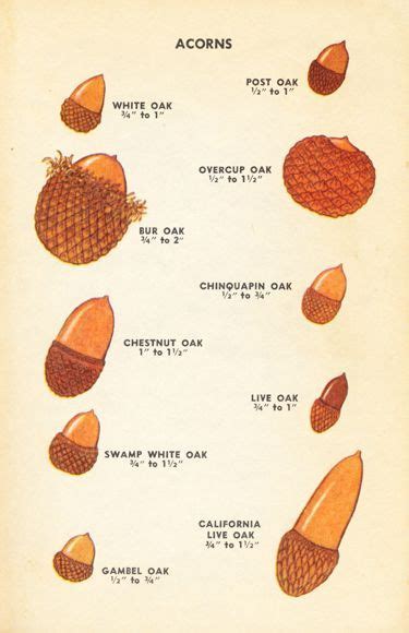 (375×580) | Tree identification, Acorn, Acorn crafts