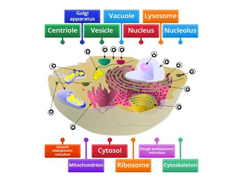 Diagram of a typical animal cell. - Labelled diagram