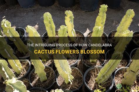 The Intriguing Process Of How Candelabra Cactus Flowers Blossom | ShunCy