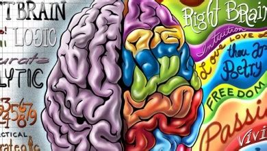 Left Brain Right Brain Illustration Cartoon