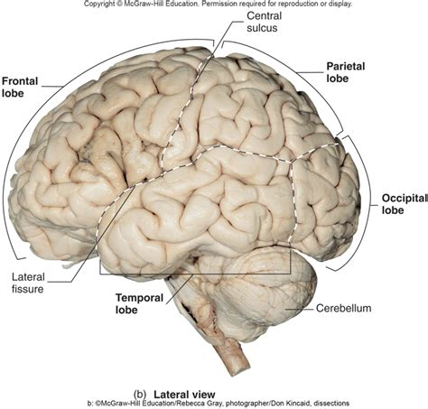 Lobes of the Brain Diagram | Quizlet