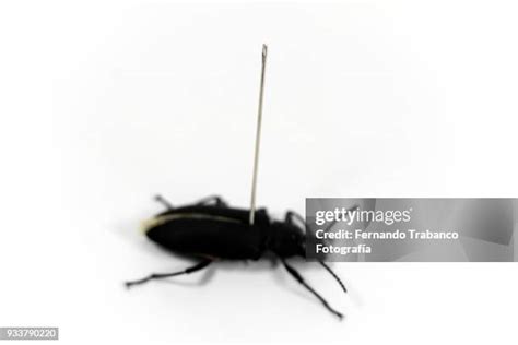 289 Poisonous Beetles Stock Photos, High-Res Pictures, and Images ...