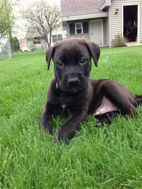 Pitbull Mixed With German Shepherd Puppies